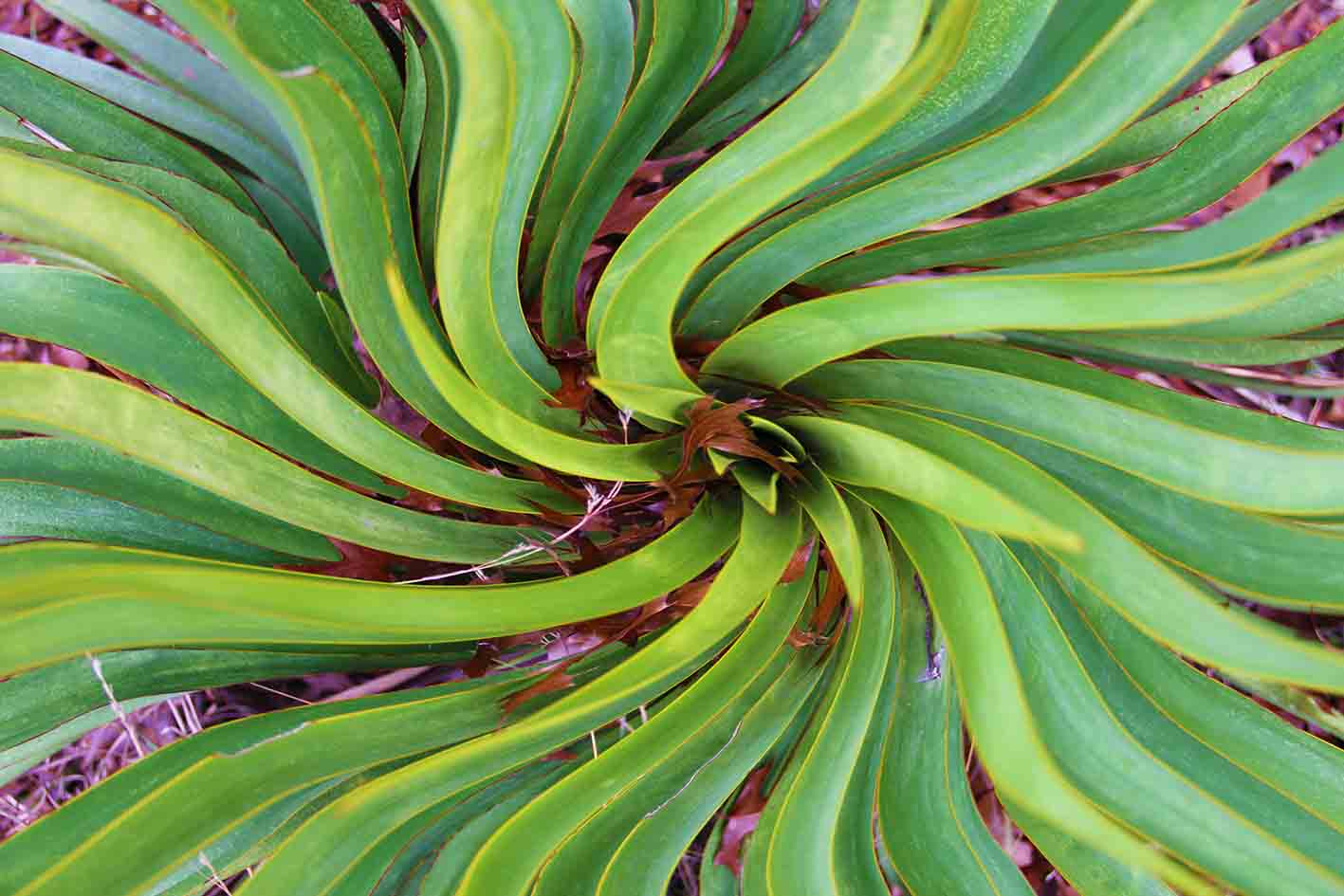 Original Paintings For Sale