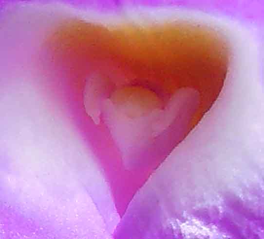 Original Paintings For Sale